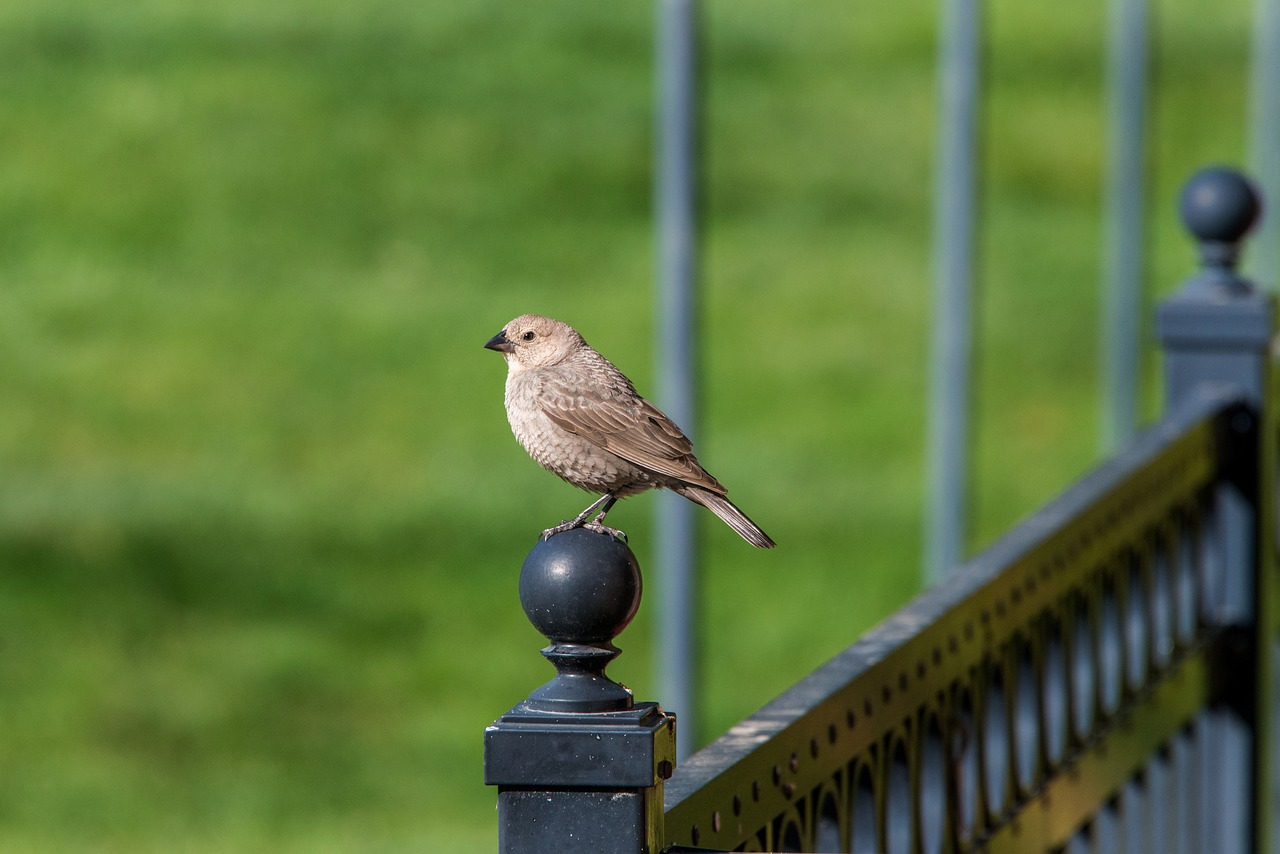 Effective Ways to Secure Your Backyard